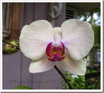 03-28-orchids4