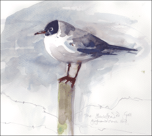 [b-h-gull-bg%255B3%255D.gif]