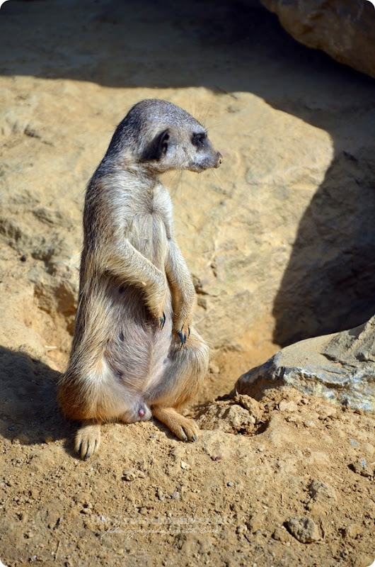 Zoo Frankfurt Erdmännchen schläft im Stehen 150813 (3)