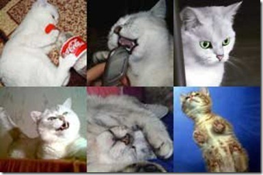 1186471780_cats_avatars