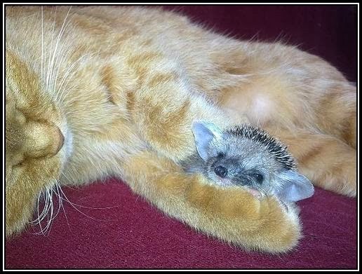 [gata%2520amamanta%2520a%2520erizos%2520%25284%2529%255B2%255D.jpg]