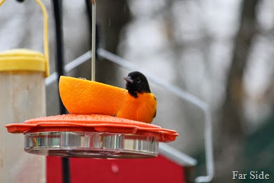 Busy feeders