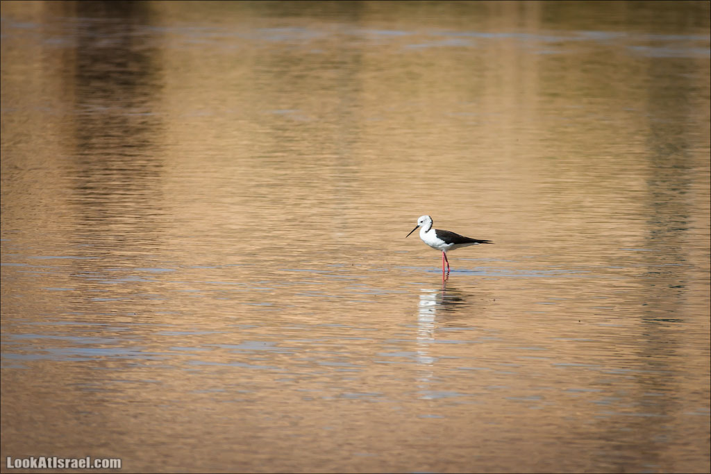 LookAtIsrael.com: Фото-блог о путешествиях по Израилю. Тель Авив, Иерусалим, Хайфа 