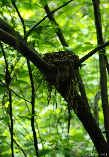 6-7-13 bird nest inwood hills-kab