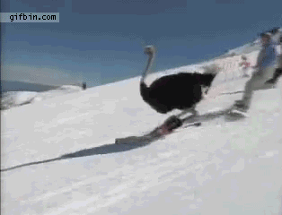 ostrich-skiing