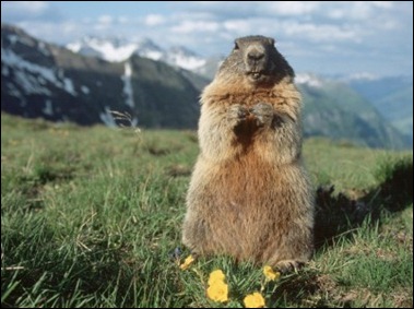 Yellow Bellied North American Marmot