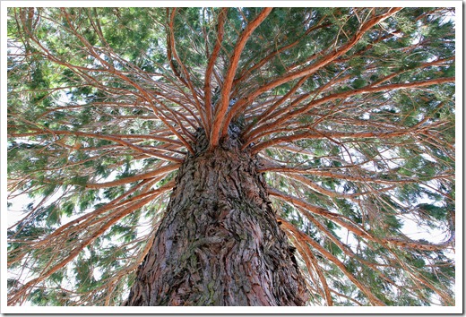 121123_Sequoidadendron-giganteum_020