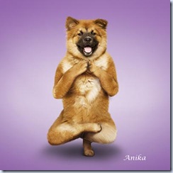 dog yoga 4