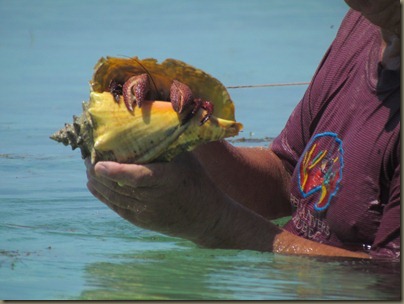 crab in conch shell with john, kayaking around sunshine key