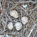large tan/brown shelled black snails