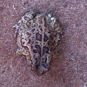 Raucous Toad, Ranger's Toad, Kei Road Toad / Lawaaipadda