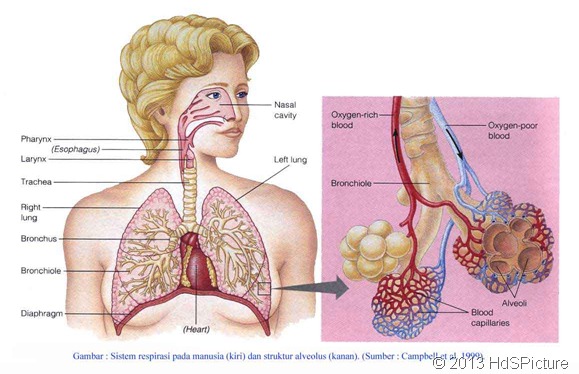 Paru-paru selain sebagai organ ekskresi, juga berfungsi sebagai organ ….