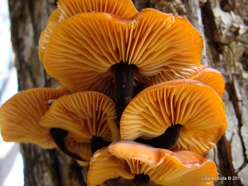 [Flammulina%2520velutipes-Oct%252028%25202009%255B5%255D.jpg]