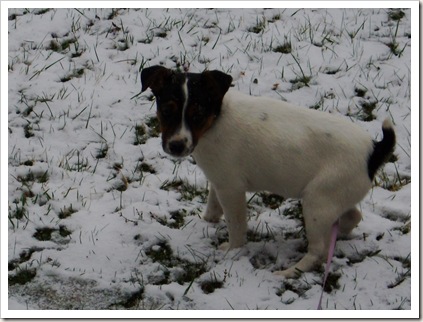 sadie and the snow 003