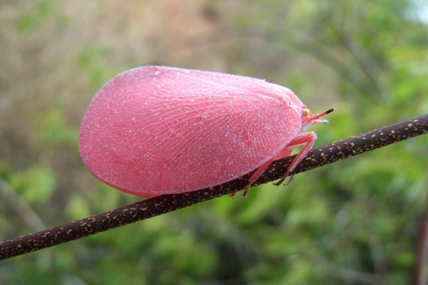 Pink Flatid Leafbugs