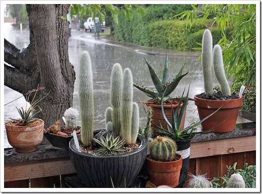 111005_rain_cactus