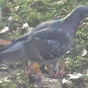 Rock pigeon