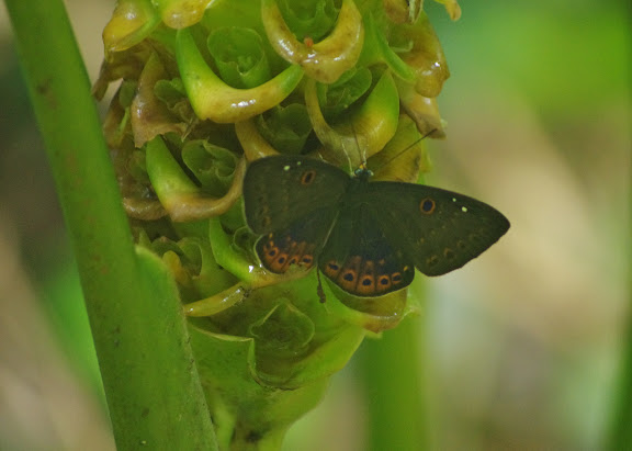 Riodinidae : Eurybia molochina STICHEL, 1910. Caçandoca (Ubatuba, SP). 12 février 2012. Photo : J.-M. Gayman