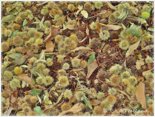 [chestnut7%255B3%255D.jpg]