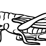 saltamontes.JPG