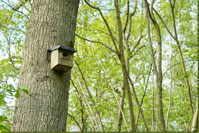 woodland birdbox