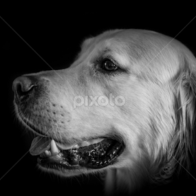 Dudley by Mike Woodford - Animals - Dogs Portraits