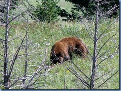1323 Alberta Red Rock Parkway - Waterton Lakes National Park - a grizzly bear