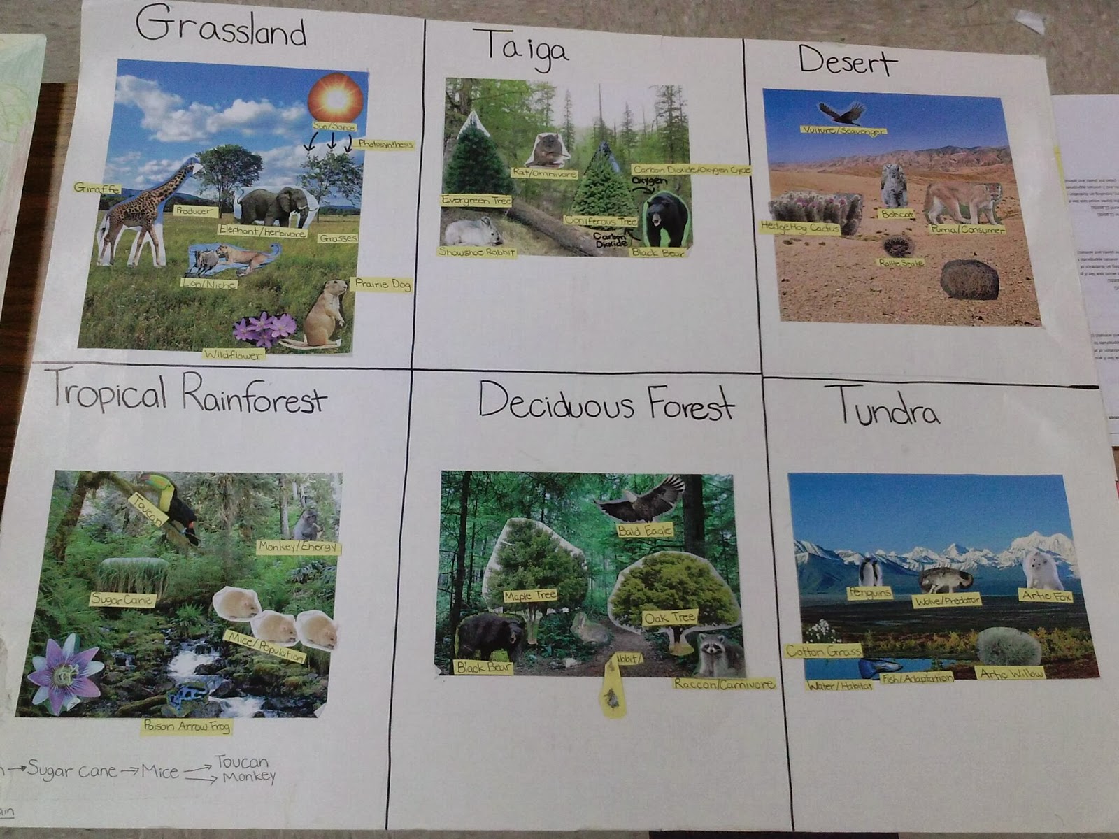 Mrs. Slavinski : Biome Poster Examples