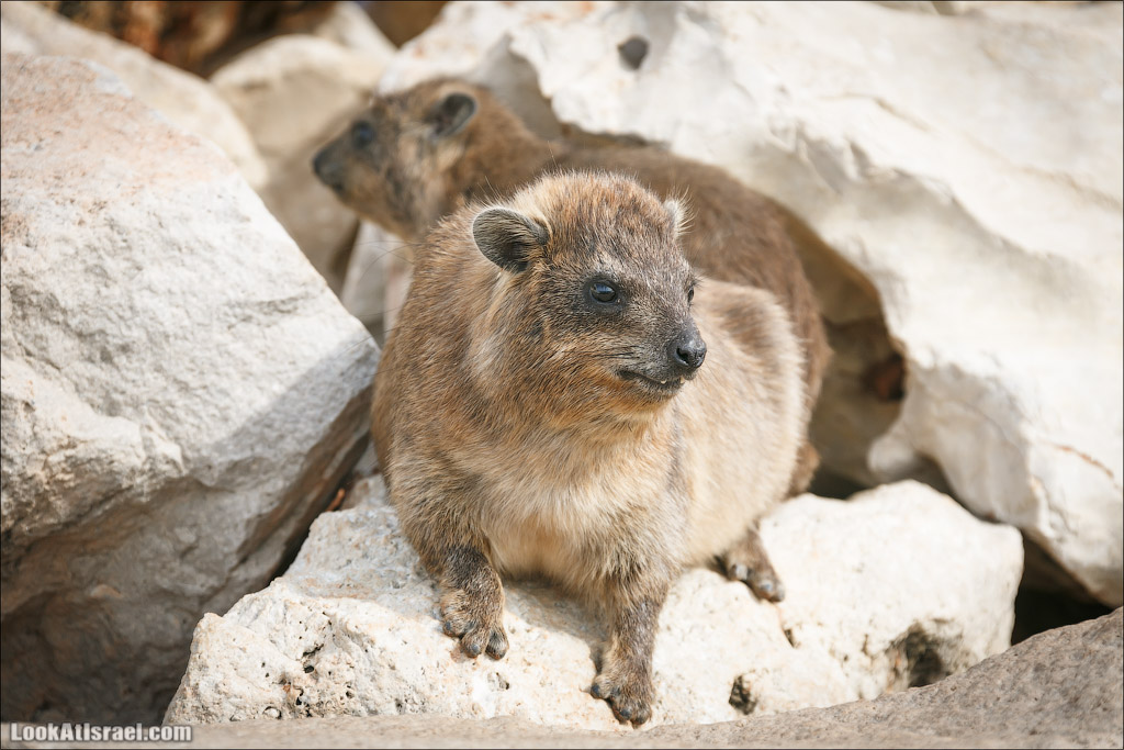 Даманы - израильские родственники слонов | LookAtIsrael.com - Фото путешествия по Израилю