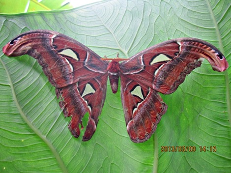 Attacus atlas - Kupu-kupu gajah - Atlas moth