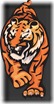 tigres (8)