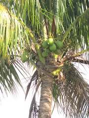 Florida WPB coconut tree