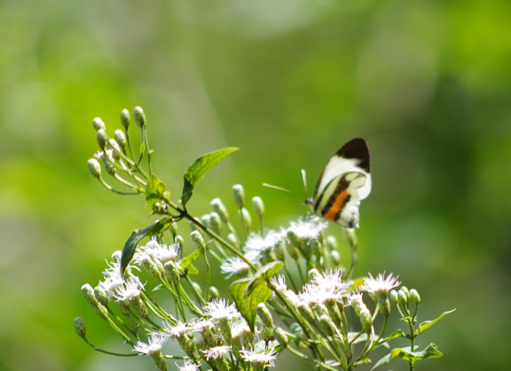Perrhybris pamela pamela (STOLL, 1780), mâle. Saut Athanase, 4 novembre 2012. Photo : J.-M. Gayman