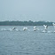 Mute swan