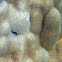 Mound Coral