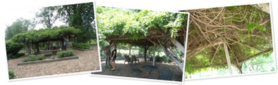 View wisteria
