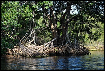 05 - Red Mangrove Roots