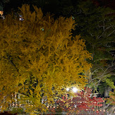 朝護孫子寺,紅葉(PK3_0160,F8,60mm,K3)2014yaotomi_.jpg