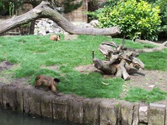 2011.08.07-025 capucins