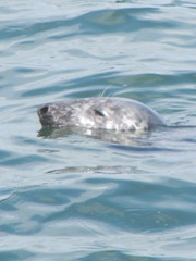 seal 4 swimming closeup head Chatham fish pier 6.17.12