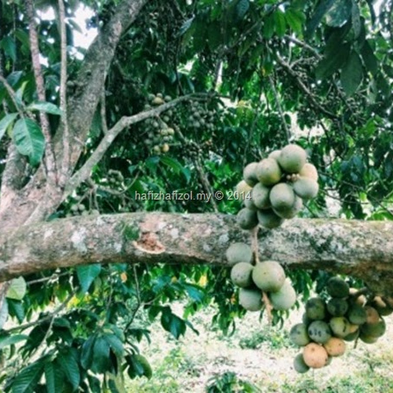Musim Buah-Buahan Tempatan di Kampung