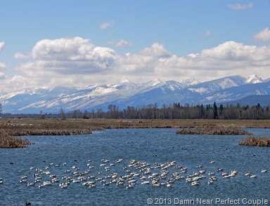Snow Geese and Coots1