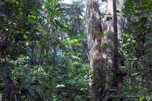 Bosque Santa Lúcia, Santarém - Parà