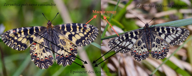 D'après T. Tolman & R. Lewington, Guides des papillons d'Europe et d'Afrique du Nord, Delachaux et Niestlé, 1997, page 26 : comparaison entre les deux sous-espèces : Zerynthia polyxena cassandra (GEYER, 1828), à gauche, et Z. polyxena polyxena (DENIS & SCHIFFERMÜLLER, 1775), à droite.