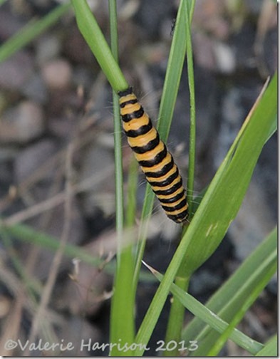 10-cinnabar-caterpillar