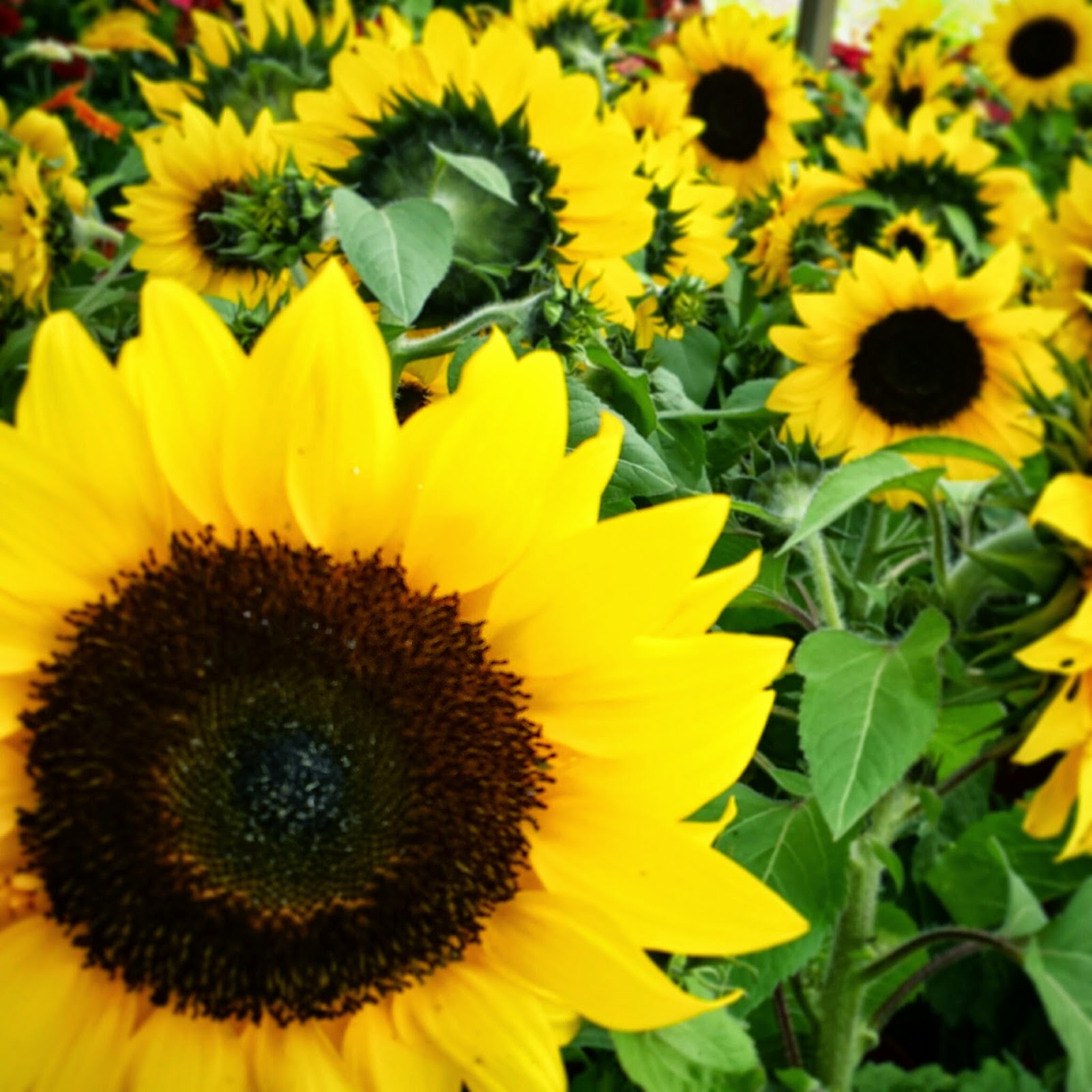 Me, MyBakez & MyWhatever...... Sunflower Field in sg