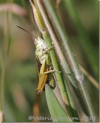 34-grasshopper
