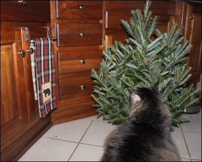 Baxter and his Christmas tree