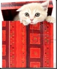 8415789-gato-en-caja-de-regalo-aislado-en-fondo-blanco
