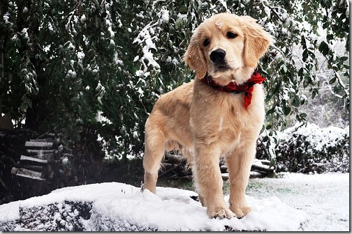 perro gorritos navidad (31)